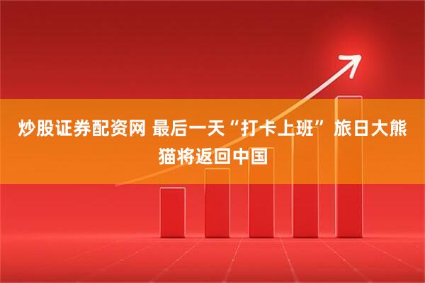炒股证券配资网 最后一天“打卡上班” 旅日大熊猫将返回中国